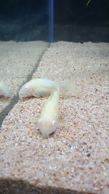 コリドラス水槽 高知でアクアリウム